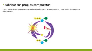 ▪Fabricar sus propios compuestos:
Esto a partir de los nutrientes que serán utilizados para crear estructuras o que serán almacenados
como reserva.
 