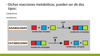 ▪Dichas reacciones metabólicas, pueden ser de dos
tipos:
-Catabolismo
-Anabolismo
 