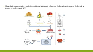 ▪ El catabolismo se realiza con la liberación de la energía inherente de los alimentos parte de la cuál se
conserva en forma de ATP
 