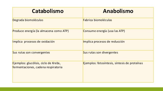 Aprender todo acerca de acelerador de metabolismo y quemador de grasa