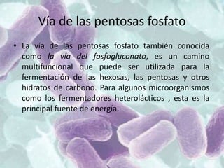 Vía de las pentosas fosfato
• La vía de las pentosas fosfato también conocida
como la vía del fosfogluconato, es un camino
multifuncional que puede ser utilizada para la
fermentación de las hexosas, las pentosas y otros
hidratos de carbono. Para algunos microorganismos
como los fermentadores heterolácticos , esta es la
principal fuente de energía.
 