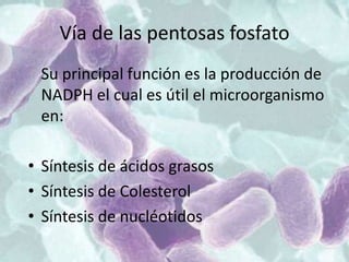Vía de las pentosas fosfato
Su principal función es la producción de
NADPH el cual es útil el microorganismo
en:
• Síntesis de ácidos grasos
• Síntesis de Colesterol
• Síntesis de nucléotidos
 
