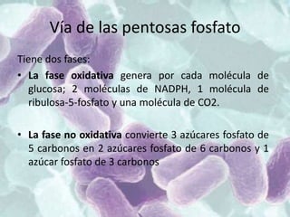 Vía de las pentosas fosfato
Tiene dos fases:
• La fase oxidativa genera por cada molécula de
glucosa; 2 moléculas de NADPH, 1 molécula de
ribulosa-5-fosfato y una molécula de CO2.
• La fase no oxidativa convierte 3 azúcares fosfato de
5 carbonos en 2 azúcares fosfato de 6 carbonos y 1
azúcar fosfato de 3 carbonos
 