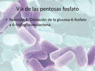 Vía de las pentosas fosfato
• Reacción 1. Oxidación de la glucosa-6-fosfato
a 6-fosfogluconolactona.
 