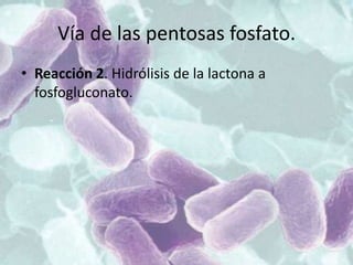 Vía de las pentosas fosfato.
• Reacción 2. Hidrólisis de la lactona a
fosfogluconato.
 
