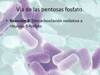 Vía de las pentosas fosfato.
• Reacción 3. Descarboxilación oxidativa a
ribulosa-5-fosfato
 
