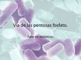 Vía de las pentosas fosfato.
Fase no oxidativa:
 