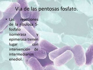 Vía de las pentosas fosfato.
• Las reacciones
de la ribulosa 5-
fosfato
isomerasa y
epimerasa tienen
lugar con
intervención de
intermediarios
enediol.
 