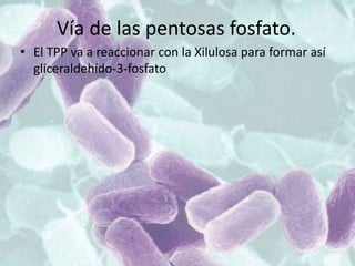 Vía de las pentosas fosfato.
• El TPP va a reaccionar con la Xilulosa para formar así
gliceraldehído-3-fosfato
 