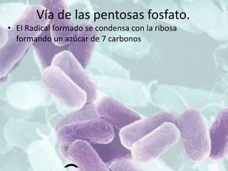 Vía de las pentosas fosfato.
• El Radical formado se condensa con la ribosa
formando un azúcar de 7 carbonos
 