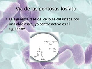 Vía de las pentosas fosfato
• La siguiente fase del ciclo es catalizada por
una aldolasa cuyo centro activo es el
siguiente:
 