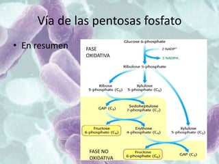 Vía de las pentosas fosfato
• En resumen FASE
OXIDATIVA
FASE NO
OXIDATIVA
 
