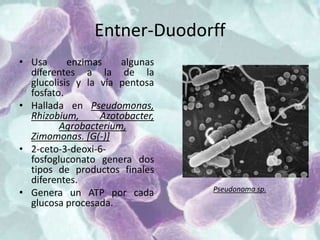 Entner-Duodorff
• Usa enzimas algunas
diferentes a la de la
glucolisis y la vía pentosa
fosfato.
• Hallada en Pseudomonas,
Rhizobium, Azotobacter,
Agrobacterium,
Zimomonas. [G(-)]
• 2-ceto-3-deoxi-6-
fosfogluconato genera dos
tipos de productos finales
diferentes.
• Genera un ATP por cada
glucosa procesada.
Pseudonoma sp.
 