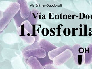 Vía Entner-Duodoroff
 