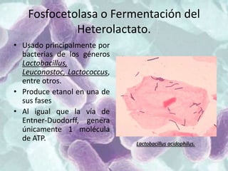 Fosfocetolasa o Fermentación del
Heterolactato.
• Usado principalmente por
bacterias de los géneros
Lactobacillus,
Leuconostoc, Lactococcus,
entre otros.
• Produce etanol en una de
sus fases
• Al igual que la vía de
Entner-Duodorff, genera
únicamente 1 molécula
de ATP.
Lactobacillus acidophilus.
 