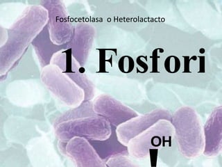 Fosfocetolasa o Heterolactacto
 