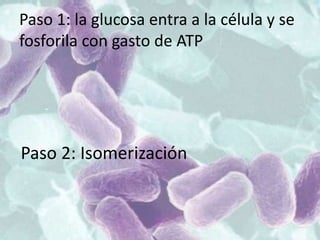 Paso 1: la glucosa entra a la célula y se
fosforila con gasto de ATP
Paso 2: Isomerización
 