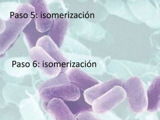 Paso 5: isomerización
Paso 6: isomerización
 