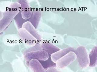 Paso 7: primera formación de ATP
Paso 8: isomerización
 