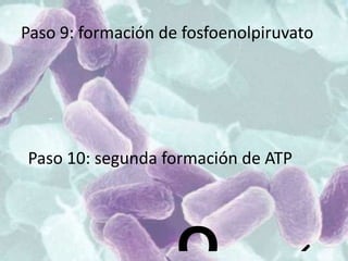 Paso 9: formación de fosfoenolpiruvato
Paso 10: segunda formación de ATP
 