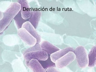 Derivación de la ruta.
 