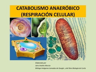 CATABOLISMO ANAERÓBICO
(RESPIRACIÓN CELULAR)

Elaborado por
Jairo Andrés Murcia
Biólogo Imágenes tomadas de Google y del libro Biología de Curtis

 