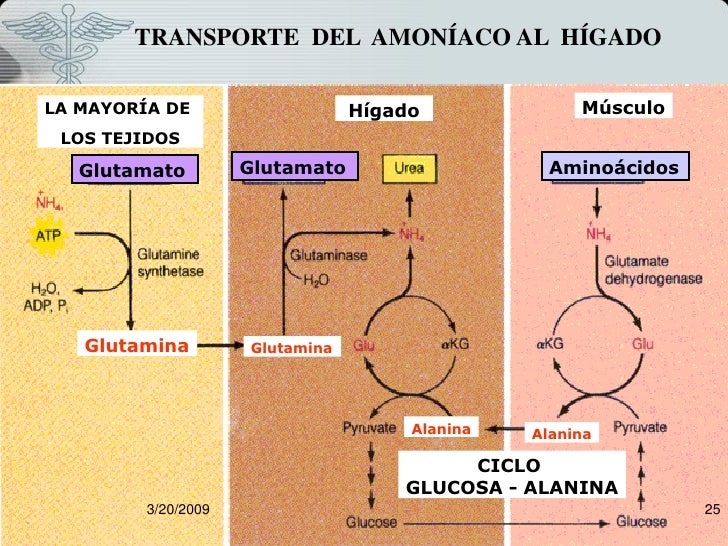 Qué son metabolismo aminoacidos ?
