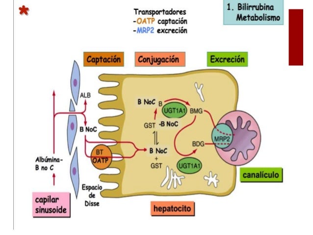 Catabolismo La Guia De Biologia Images