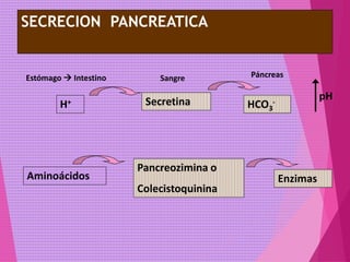 SECRECION PANCREATICA
Secretina
Pancreozimina o
Colecistoquinina
H+
Aminoácidos
HCO3
-
Enzimas
pH
Estómago  Intestino PáncreasSangre
 