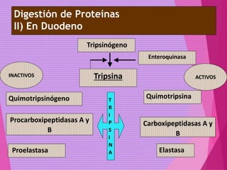 Digestión de Proteínas
II) En Duodeno
Tripsinógeno
Tripsina
Quimotripsinógeno
Procarboxipeptidasas A y
B
Enteroquinasa
Proelastasa
Quimotripsina
Carboxipeptidasas A y
B
Elastasa
T
R
I
P
S
I
N
A
INACTIVOS ACTIVOS
 