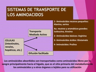 SISTEMAS DE TRANSPORTE DE
LOS AMINOACIDOS
CELULAS
(intestinales,
renales,
hepáticas, etc.)
Transporte
Mediado Activo
Difusión facilitada
1- Aminoácidos neutros pequeños:
Alanina, serina
Aa. neutros y aromáticos grandes:
isoleucina, tirosina
2- Aminoácidos básicos: Arginina
3- Aminoácidos ácidos: Glutamato
4- Iminoácidos: Prolina
Los aminoácidos absorbidos son transportados como aminoácidos libres por la
sangre principalmente hacia el hígado, que es el sitio primario del metabolismo de
los aminoácidos y a otros órganos o tejidos para su utilización
 