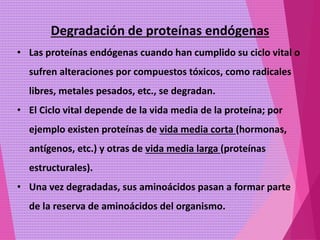 Degradación de proteínas endógenas
• Las proteínas endógenas cuando han cumplido su ciclo vital o
sufren alteraciones por compuestos tóxicos, como radicales
libres, metales pesados, etc., se degradan.
• El Ciclo vital depende de la vida media de la proteína; por
ejemplo existen proteínas de vida media corta (hormonas,
antígenos, etc.) y otras de vida media larga (proteínas
estructurales).
• Una vez degradadas, sus aminoácidos pasan a formar parte
de la reserva de aminoácidos del organismo.
 