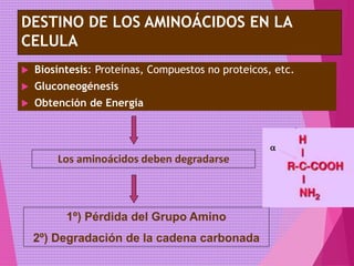 DESTINO DE LOS AMINOÁCIDOS EN LA
CELULA
 Biosíntesis: Proteínas, Compuestos no proteicos, etc.
 Gluconeogénesis
 Obtención de Energía
Los aminoácidos deben degradarse
1º) Pérdida del Grupo Amino
2º) Degradación de la cadena carbonada
a
 