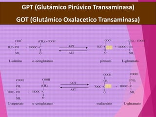 GPT (Glutámico Pirúvico Transaminasa)
GOT (Glutámico Oxalacetico Transaminasa)
 