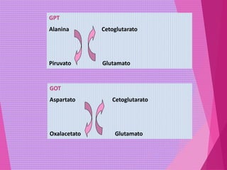 GPT
Alanina Cetoglutarato
Piruvato Glutamato
GOT
Aspartato Cetoglutarato
Oxalacetato Glutamato
 