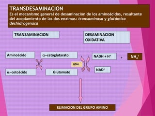 GDH
TRANSDESAMINACION
Es el mecanismo general de desaminación de los aminoácidos, resultante
del acoplamiento de las dos enzimas: transaminasa y glutámico
deshidrogenasa
TRANSAMINACION DESAMINACION
OXIDATIVA
ELIMACION DEL GRUPO AMINO
Aminoácido a-cetoglutarato
Glutamatoa-cetoácido
NADH + H+
NAD+
NH4
+
+
 