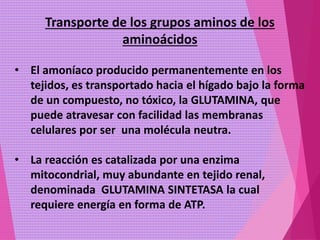 Transporte de los grupos aminos de los
aminoácidos
• El amoníaco producido permanentemente en los
tejidos, es transportado hacia el hígado bajo la forma
de un compuesto, no tóxico, la GLUTAMINA, que
puede atravesar con facilidad las membranas
celulares por ser una molécula neutra.
• La reacción es catalizada por una enzima
mitocondrial, muy abundante en tejido renal,
denominada GLUTAMINA SINTETASA la cual
requiere energía en forma de ATP.
 