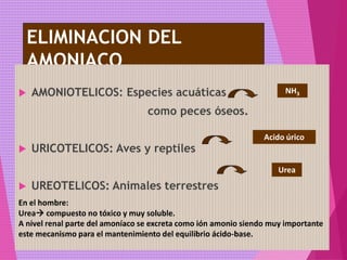 ELIMINACION DEL
AMONIACO
 AMONIOTELICOS: Especies acuáticas
como peces óseos.
 URICOTELICOS: Aves y reptiles
 UREOTELICOS: Animales terrestres
NH3
Acido úrico
Urea
En el hombre:
Urea compuesto no tóxico y muy soluble.
A nivel renal parte del amoníaco se excreta como ión amonio siendo muy importante
este mecanismo para el mantenimiento del equilibrio ácido-base.
 