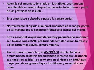 • Además del amoníaco formado en los tejidos, una cantidad
considerable es producida por las bacterias intestinales a partir
de las proteínas de la dieta .
• Este amoníaco se absorbe y pasa a la sangre portal.
• Normalmente el hígado elimina el amoníaco de la sangre portal,
de tal manera que la sangre periférica está exenta del mismo.
• Esto es esencial ya que cantidades muy pequeñas de amoníaco
son tóxicas para el SNC, produciendo temblor, visión borrosa y
en los casos mas graves, coma y muerte.
• Por un mecanismo cíclico, el AMONÍACO resultante de la
desaminación oxidativa del glutamato (proceso que ocurre en
casi todos los tejidos), se convierte en el hígado en UREA que
luego por vía sanguínea llega a los riñones y se excreta por
orina.
 