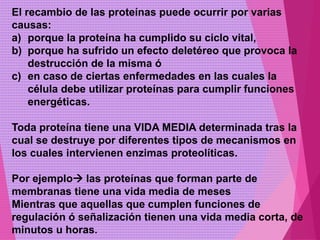 El recambio de las proteínas puede ocurrir por varias
causas:
a) porque la proteína ha cumplido su ciclo vital,
b) porque ha sufrido un efecto deletéreo que provoca la
destrucción de la misma ó
c) en caso de ciertas enfermedades en las cuales la
célula debe utilizar proteínas para cumplir funciones
energéticas.
Toda proteína tiene una VIDA MEDIA determinada tras la
cual se destruye por diferentes tipos de mecanismos en
los cuales intervienen enzimas proteolíticas.
Por ejemplo las proteínas que forman parte de
membranas tiene una vida media de meses
Mientras que aquellas que cumplen funciones de
regulación ó señalización tienen una vida media corta, de
minutos u horas.
 