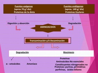 Fuentes exógenas Fuentes endógenas
(aprox.70 g/ día) (aprox. 140 g/ día)
Proteínas de la dieta Proteínas tisulares
Digestión y absorción Degradación
AMINOACIDOS
Transaminación y/ó Desaminación
Degradación Biosíntesis
α - cetoácidos Amoníaco
Proteínas
Aminoácidos No esenciales
Constituyentes nitrogenados no
Proteicos: purinas, pirimidinas
porfirinas, ácidos biliares
 