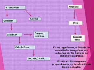 α - cetoácidos
Glucosa
Oxidación
Cuerpos
cetónicos
Amoníaco
CO2 + H2O – ATP
Ciclo de Krebs
Acetil CoA
Excreción
renal
Urea
En los organismos, el 90% de las
necesidades energéticas son
cubiertas por los hidratos de
carbono y las grasas.
El 10% al 15% restante es
proporcionado por la oxidación de
los aminoácidos.
 