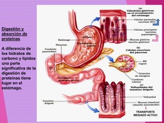 Digestión y
absorción de
proteínas
A diferencia de
los hidratos de
carbono y lípidos
una parte
significativa de la
digestión de
proteínas tiene
lugar en el
estómago.
TRANSPORTE
MEDIADO ACTIVO
 