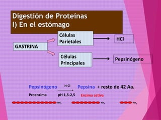 -NH2 NH2 -NH2
Pepsinógeno H Cl Pepsina + resto de 42 Aa.
Digestión de Proteínas
I) En el estómago
Proenzima Enzima activapH 1,5-2,5
GASTRINA
Células
Parietales
Células
Principales
HCl
Pepsinógeno
 