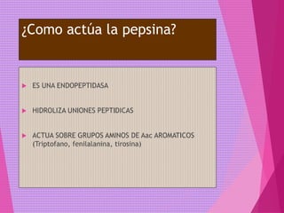 ¿Como actúa la pepsina?
 ES UNA ENDOPEPTIDASA
 HIDROLIZA UNIONES PEPTIDICAS
 ACTUA SOBRE GRUPOS AMINOS DE Aac AROMATICOS
(Triptofano, fenilalanina, tirosina)
 