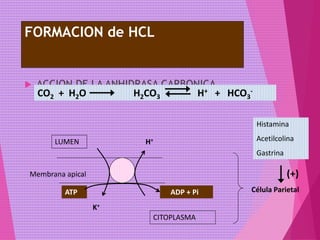 FORMACION de HCL
 ACCION DE LA ANHIDRASA CARBONICA
CO2 + H2O H2CO3 H+ + HCO3
-
LUMEN
CITOPLASMA
K+
H+
ATP ADP + Pi
Membrana apical
Célula Parietal
Histamina
Acetilcolina
Gastrina
(+)
 