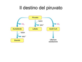 Il destino del piruvato
 