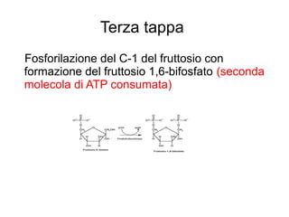 Terza tappa
Fosforilazione del C-1 del fruttosio con
formazione del fruttosio 1,6-bifosfato (seconda
molecola di ATP consumata)
 