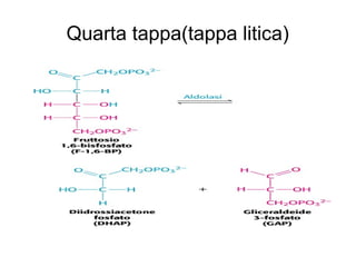 Quarta tappa(tappa litica)
 