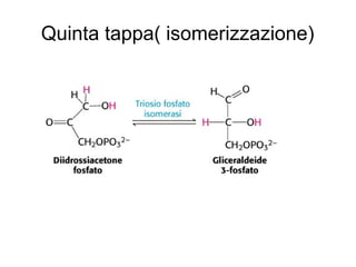 Quinta tappa( isomerizzazione)
 